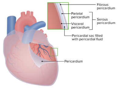 Heart: Anatomy | Concise Medical Knowledge