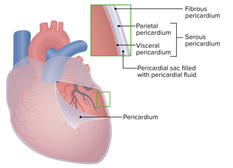 Heart: Anatomy | Concise Medical Knowledge