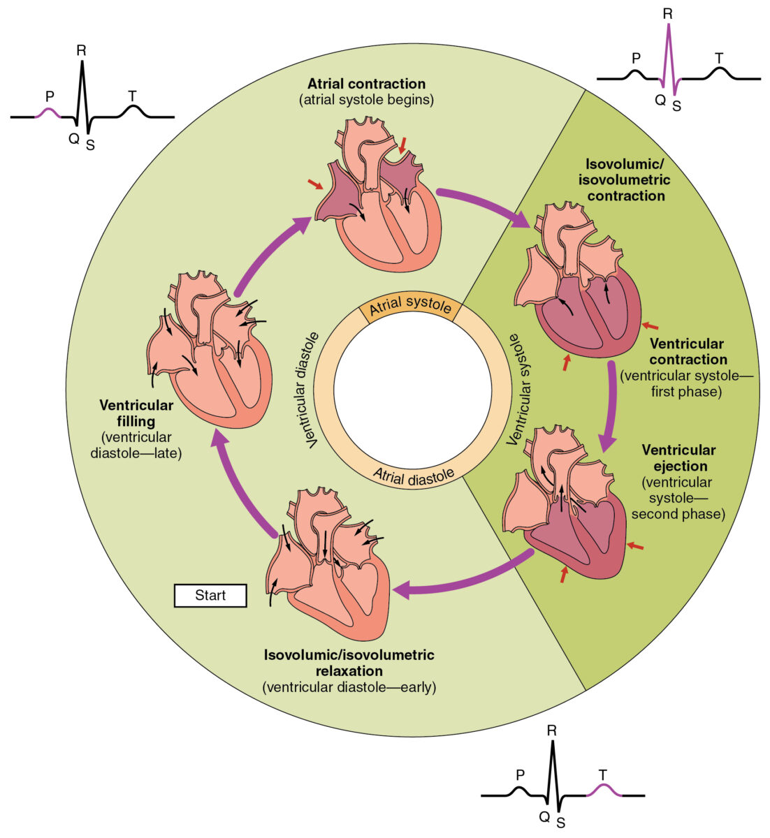 The phases of the cardiac cycle