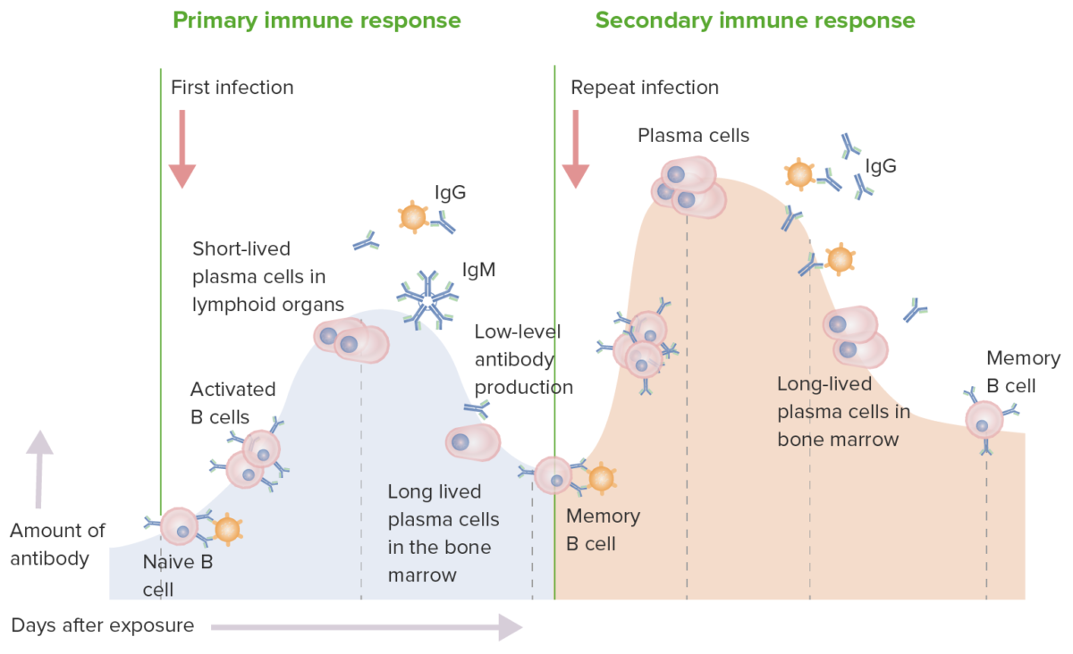 Las respuestas inmunitarias primaria y secundaria.