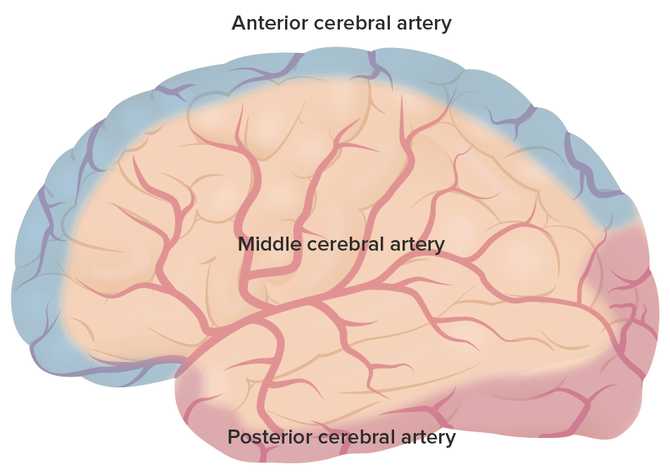 The primary arterial supply throughout the cerebrum