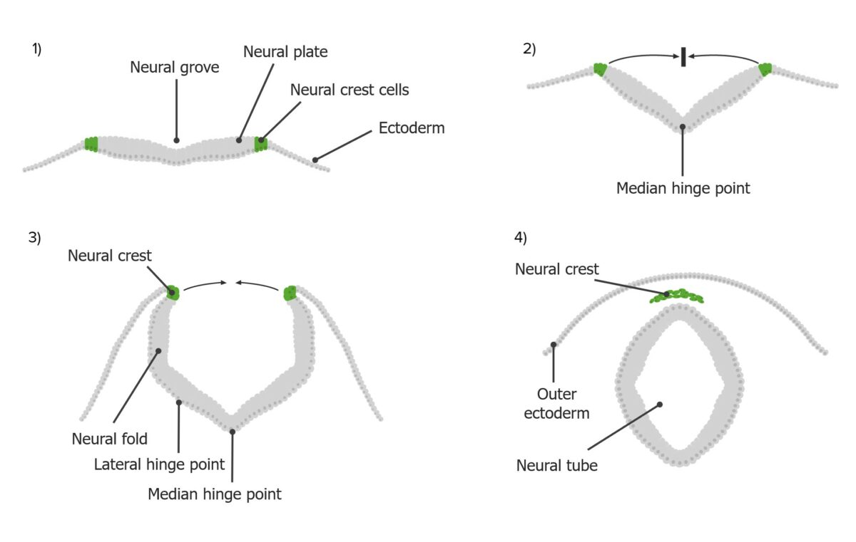 The process of neurulation