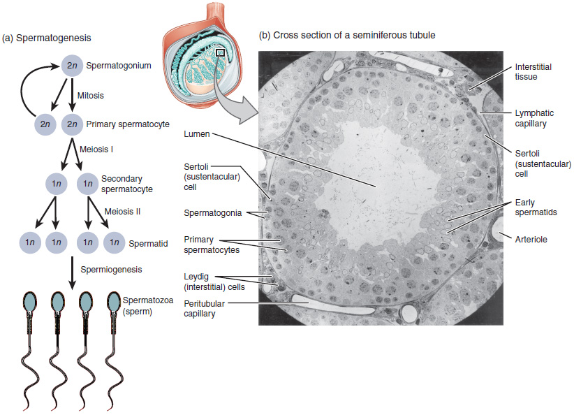 The process of spermatogenesis