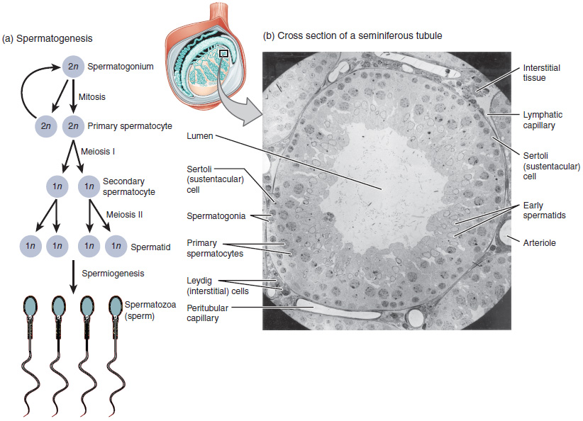 spermatogenesis and oogenesis animation