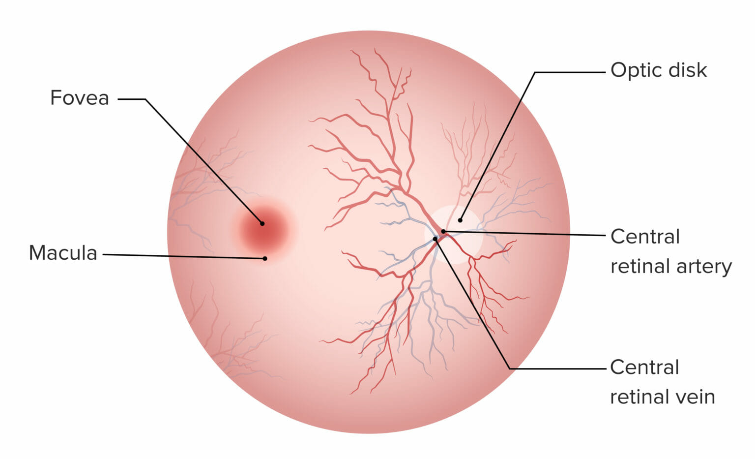 Retina Shape Eye: Anatomy | Concise Medical Knowledge