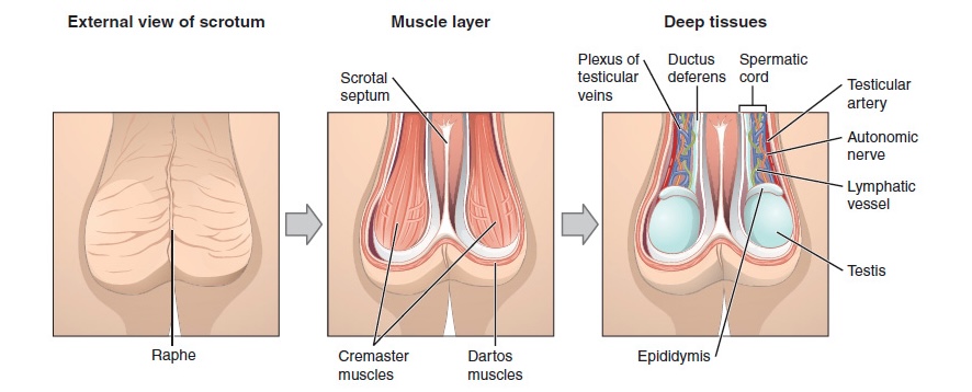 O escroto e os testículos