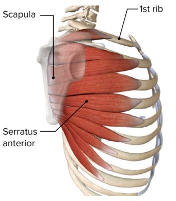 The serratus anterior muscle