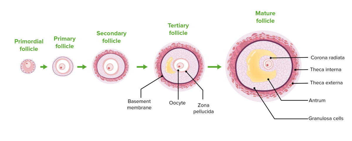 As fases da foliculogênese