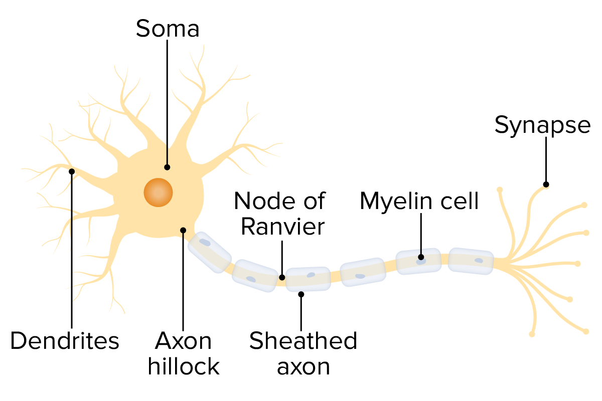 La estructura de una neurona.