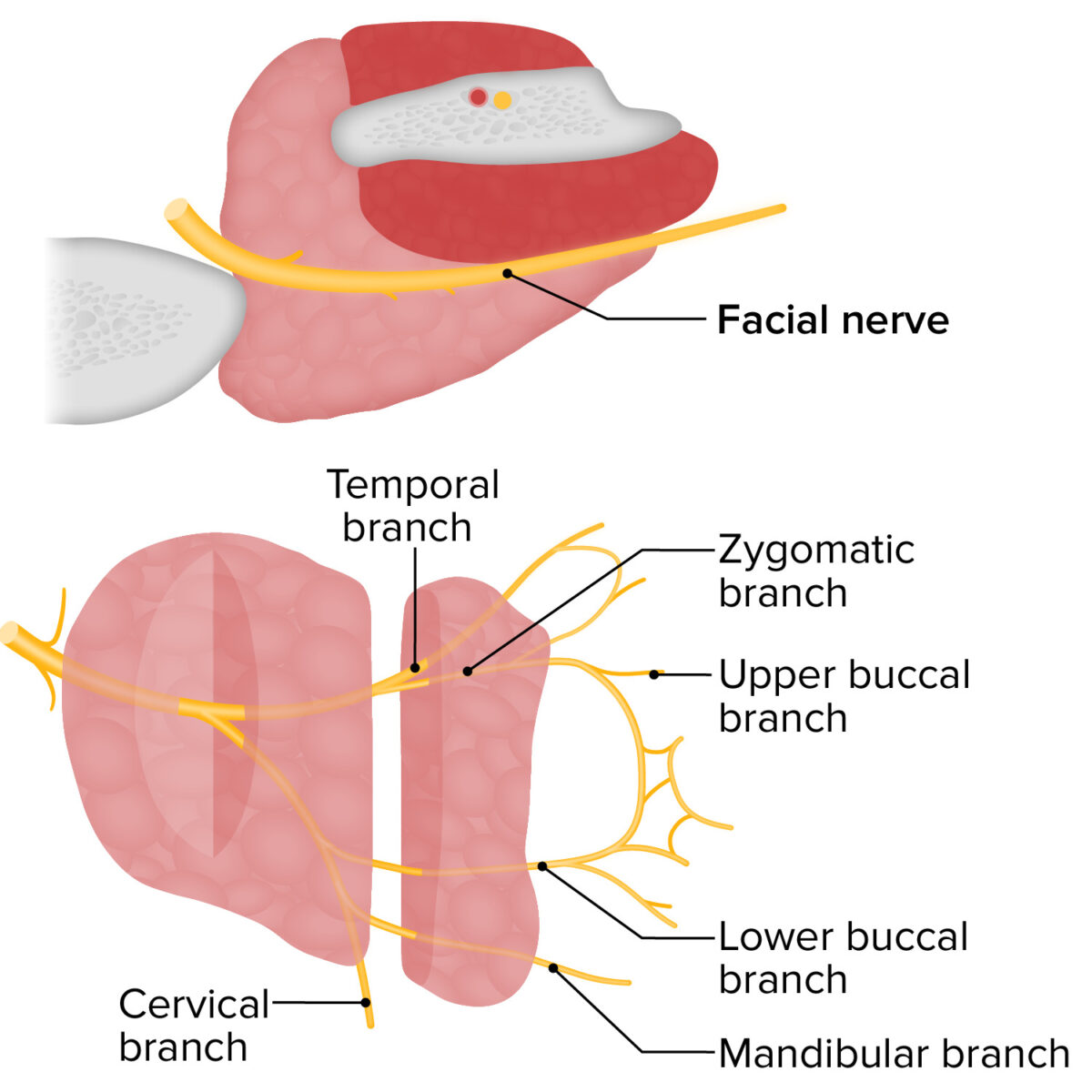 As estruturas dentro da glândula parótida