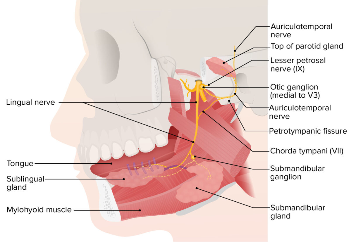 As glândulas sublinguais e submandibulares