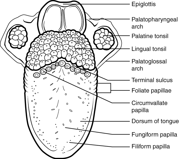 The tongue and its anatomical landmarks