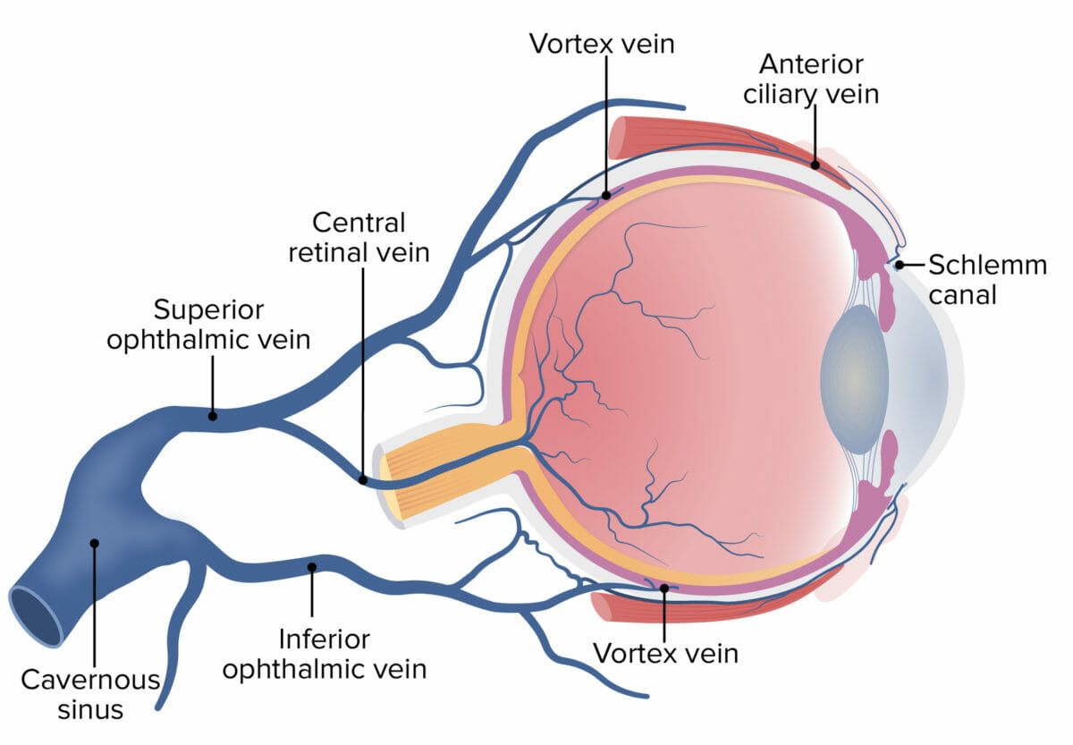 Venous drainage of the eye