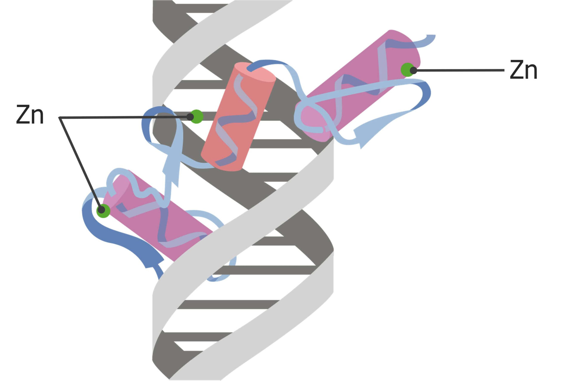 Regulation of Transcription Concise Medical Knowledge