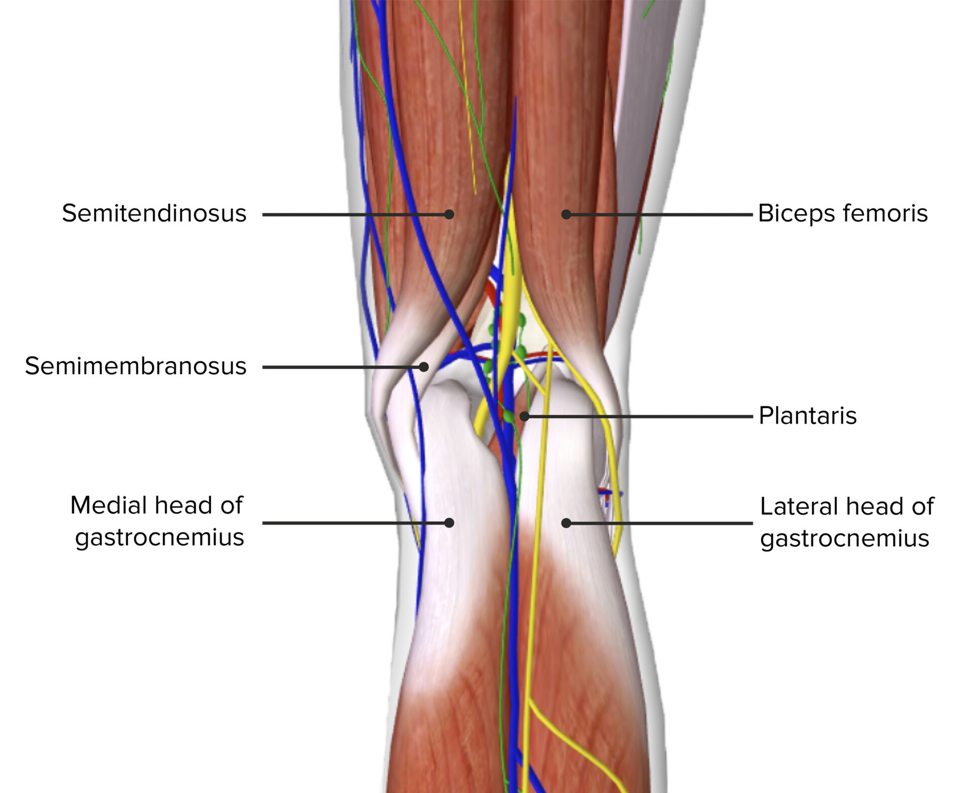 popliteal-fossa-anatomy-concise-medical-knowledge