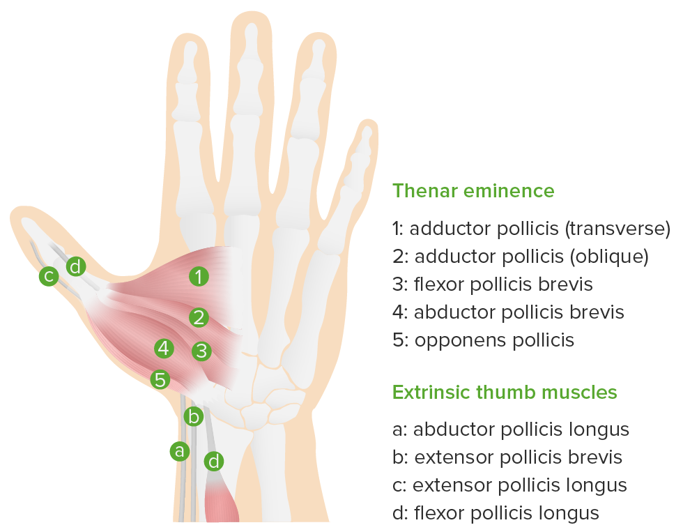 Hand Anatomy Concise Medical Knowledge
