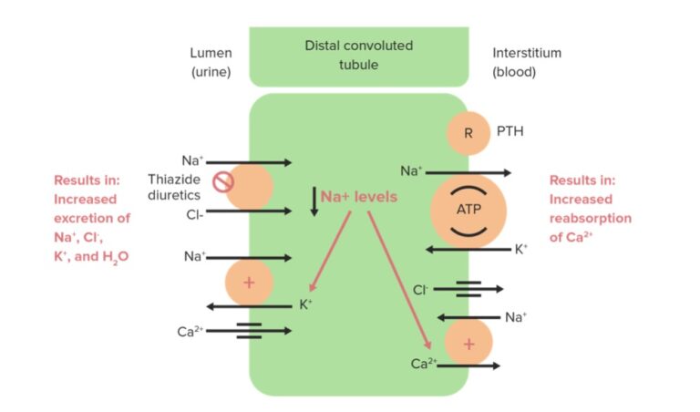 thiazide-diuretics-concise-medical-knowledge