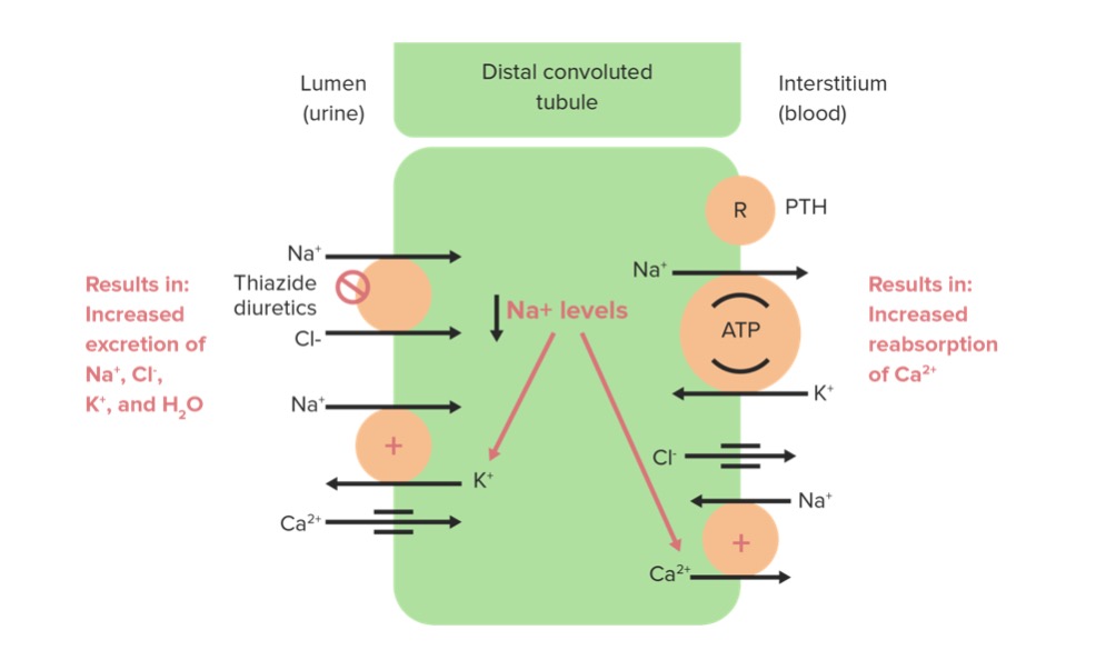 Chlorthalidone mechanism of action