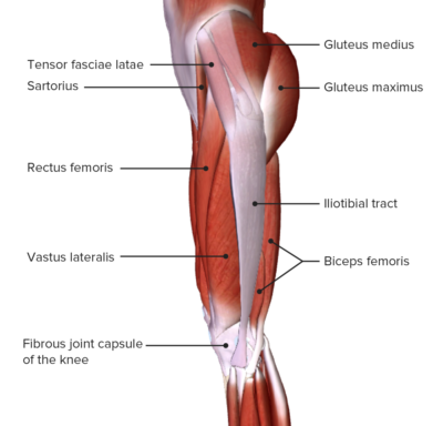 Thigh: Anatomy | Concise Medical Knowledge