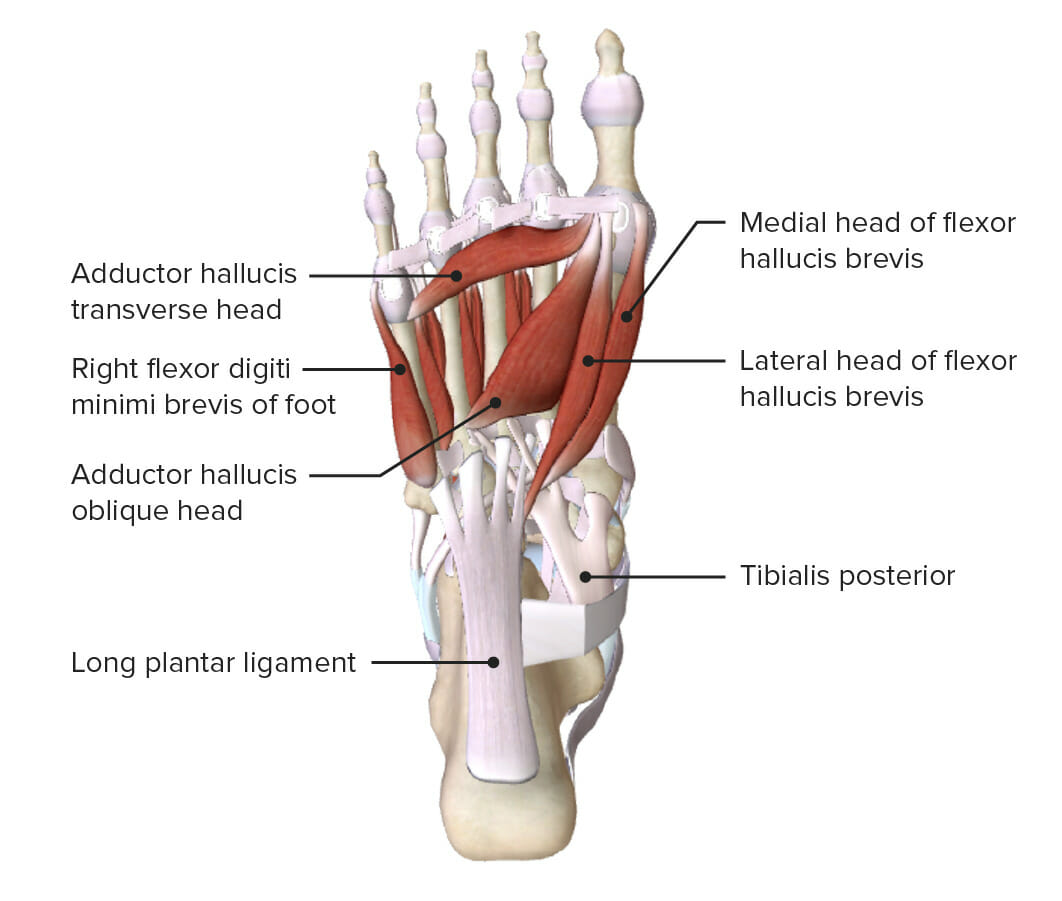 Third-most superficial layer of the muscles of the sole of the foot
