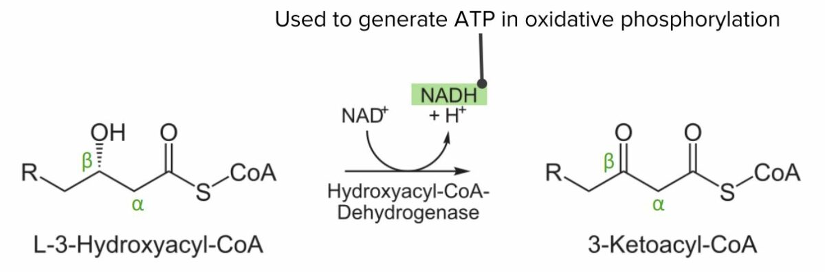 Third step of the beta-oxidation process