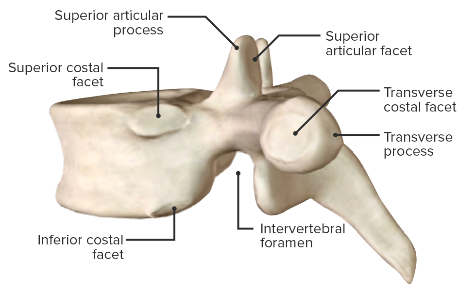 Thoracic vertebra showing intervertebral foramen (site of nerve root exit)