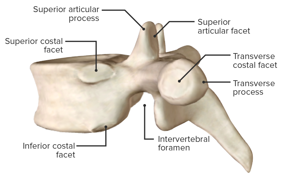 axis bone diagram