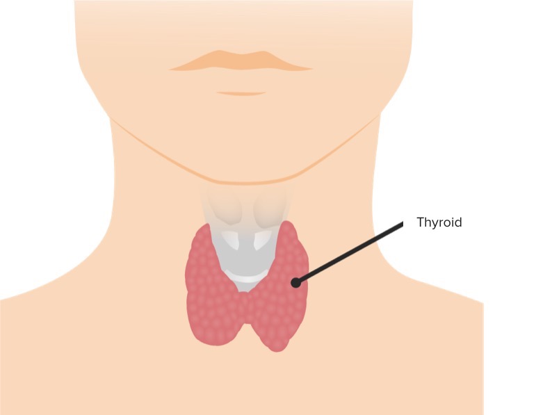 Thyroid in relation to trachea