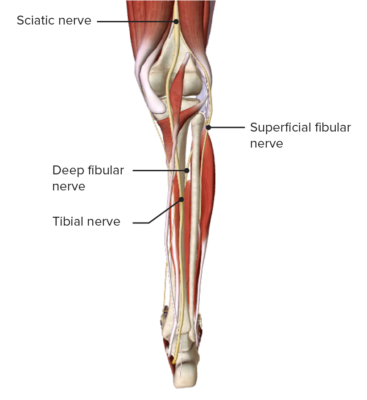 Leg: Anatomy | Concise Medical Knowledge