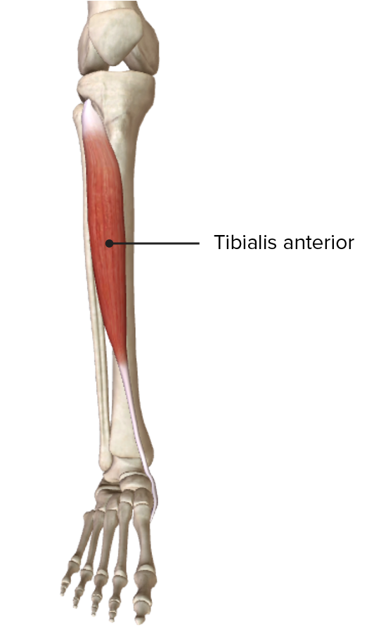Tibialis anterior
