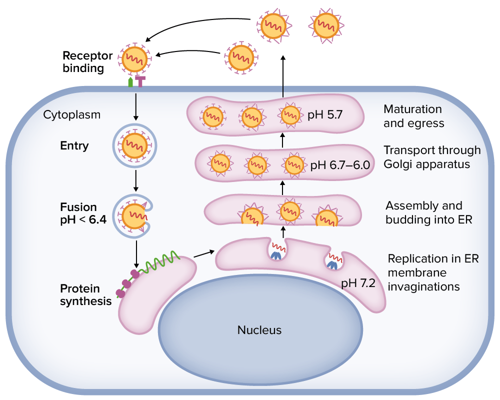 Tick-borne encephalitis virus replication cycle within a cell