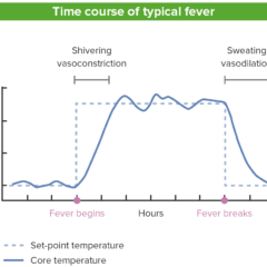 Time course of a typical fever