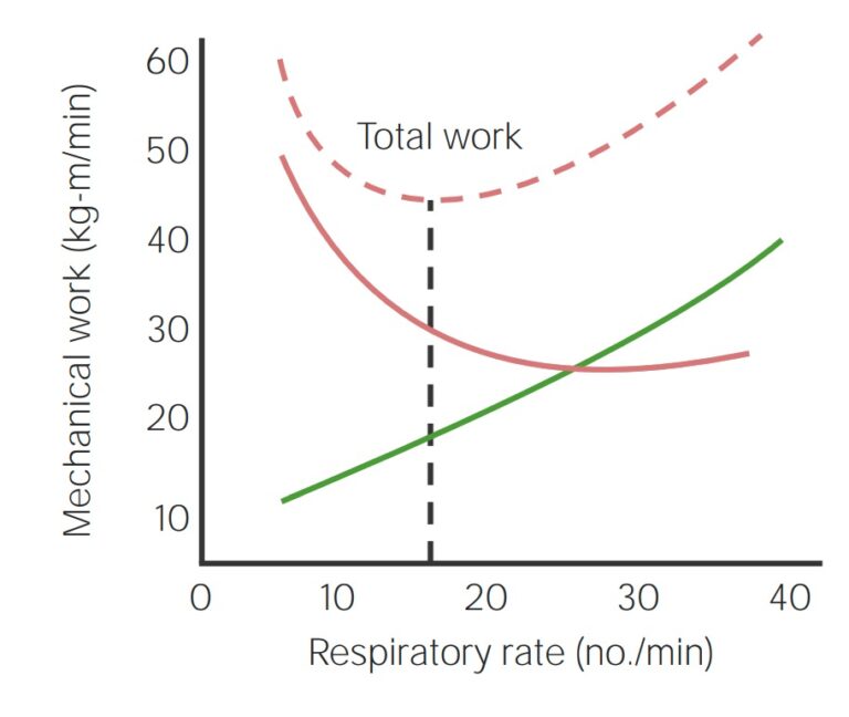 Ventilation Mechanics of Breathing Concise Medical Knowledge