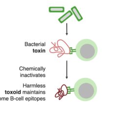 Toxoids vaccines