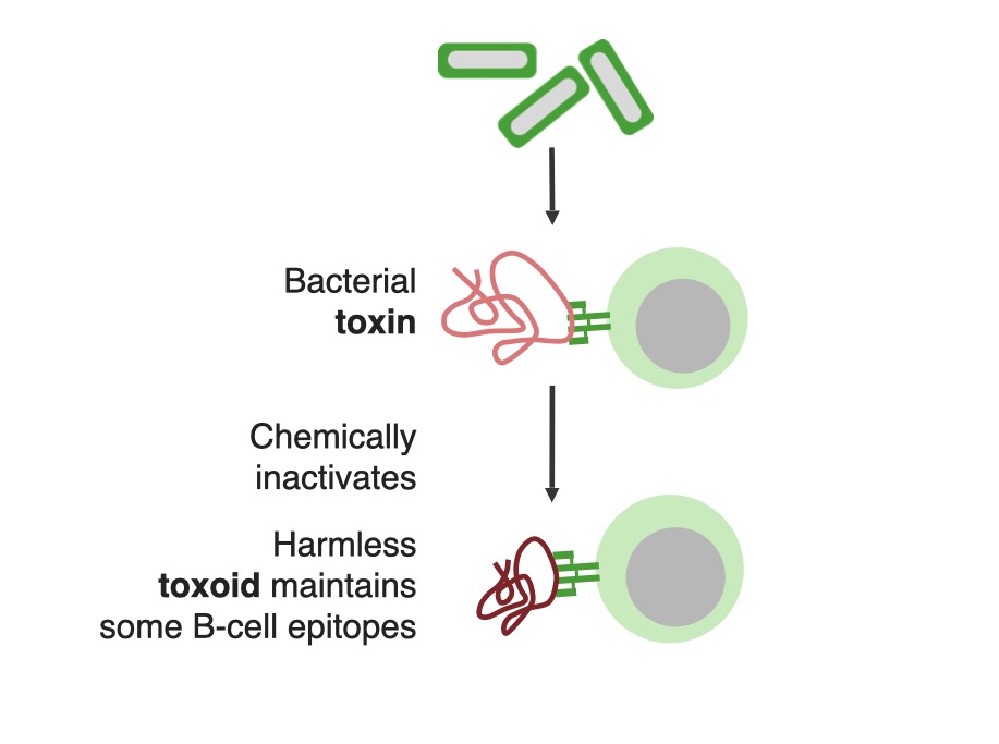 Toxoids vaccines
