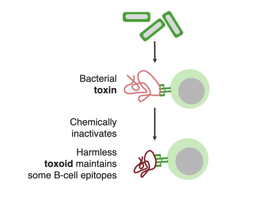 Карта осу toxin