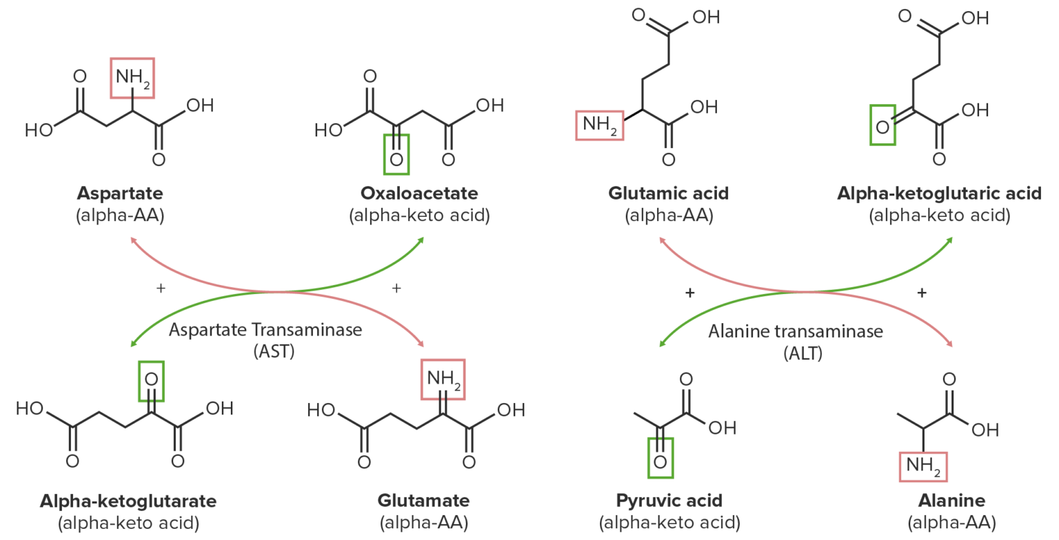 Catabolismo De Aminoácidos | Concise Medical Knowledge