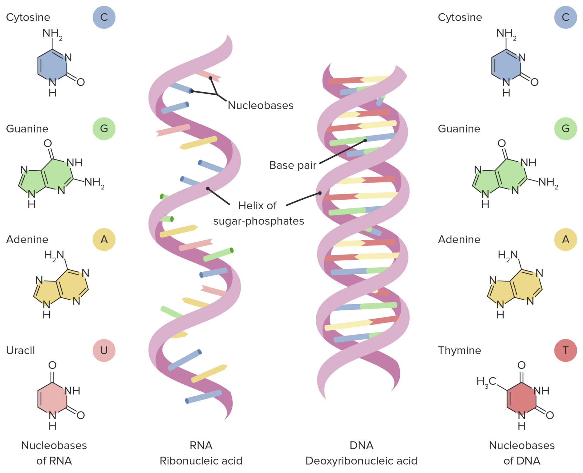 RNA Types And Structure Concise Medical Knowledge   Transcription Of Nucleic Acids 1920x1559 