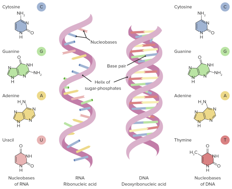 Tipos y Estructura del ARN | Concise Medical Knowledge