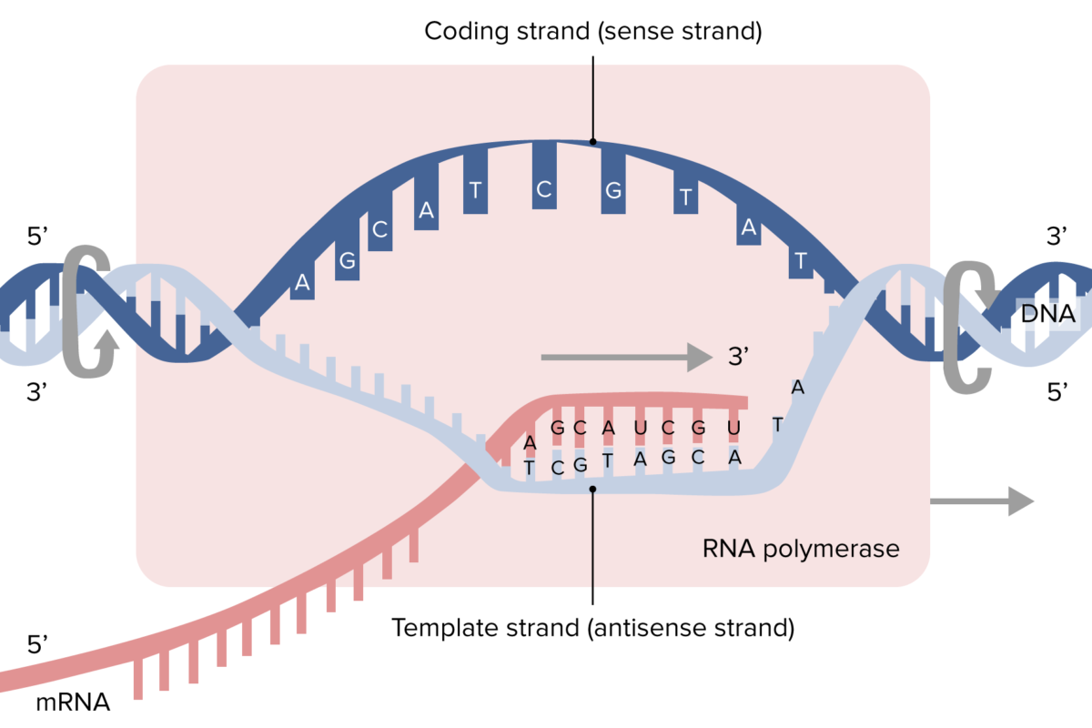Transcription process and synthesis of mrna