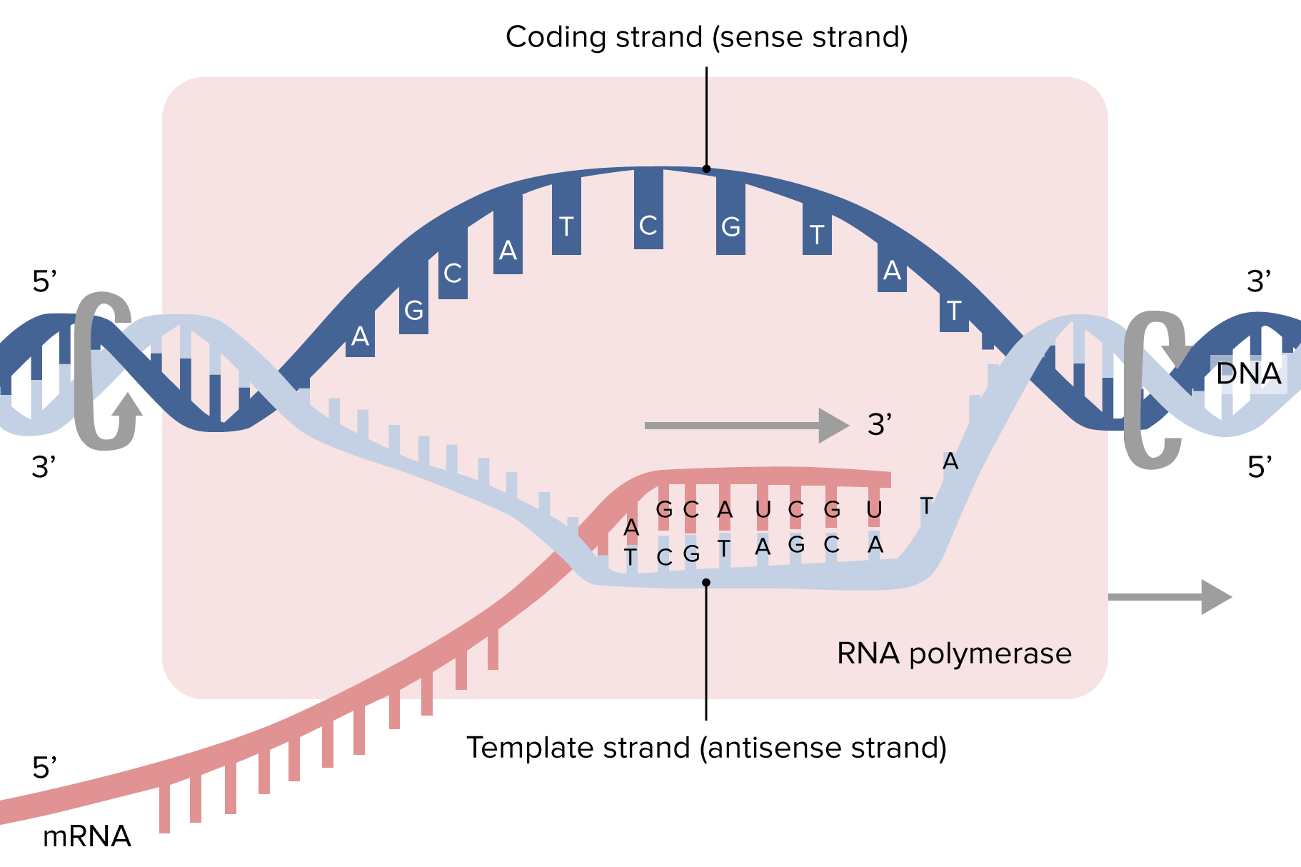 transcription diagram labeled