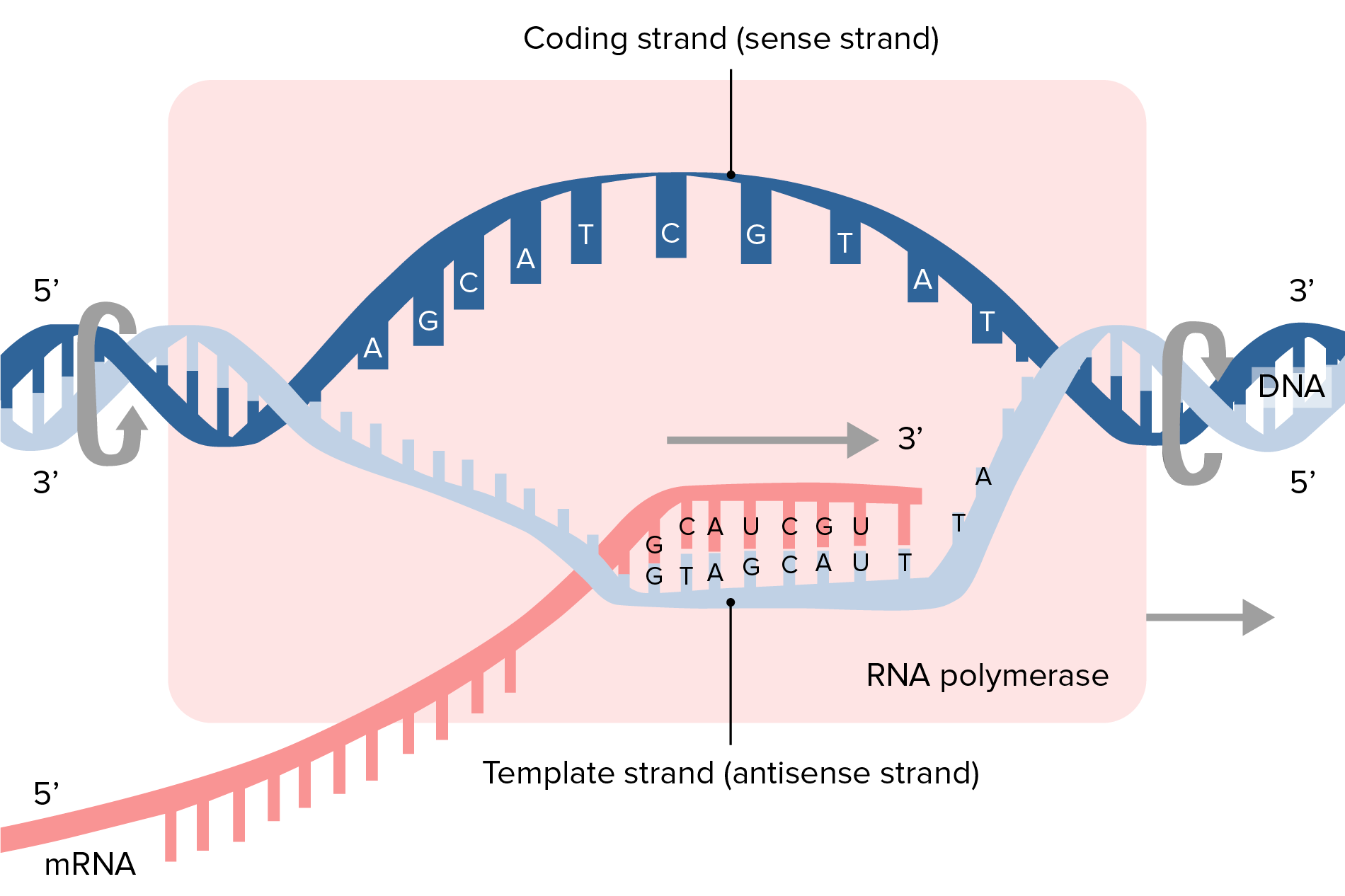 RNA Types and Structure