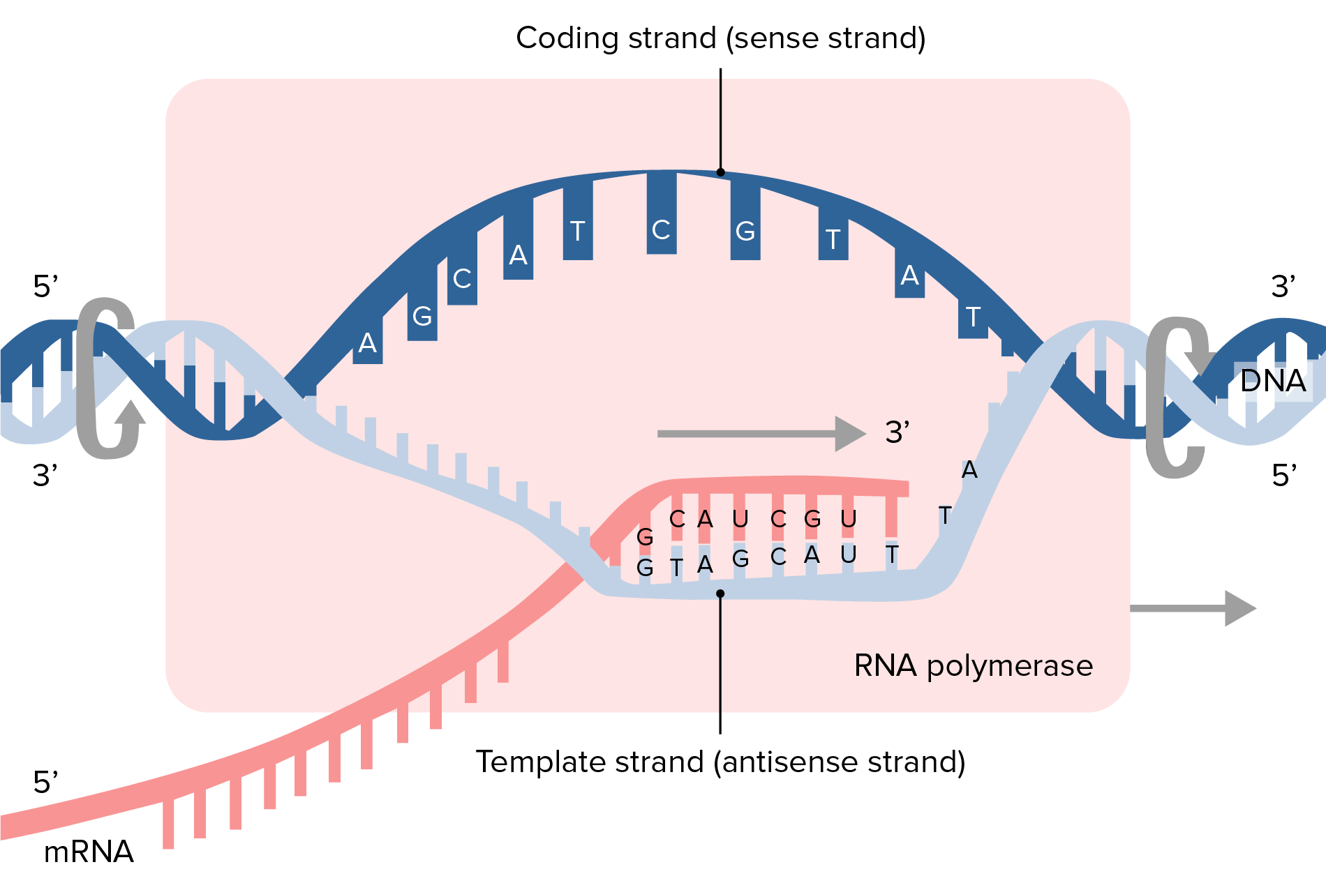 The Template For Rna Synthesis