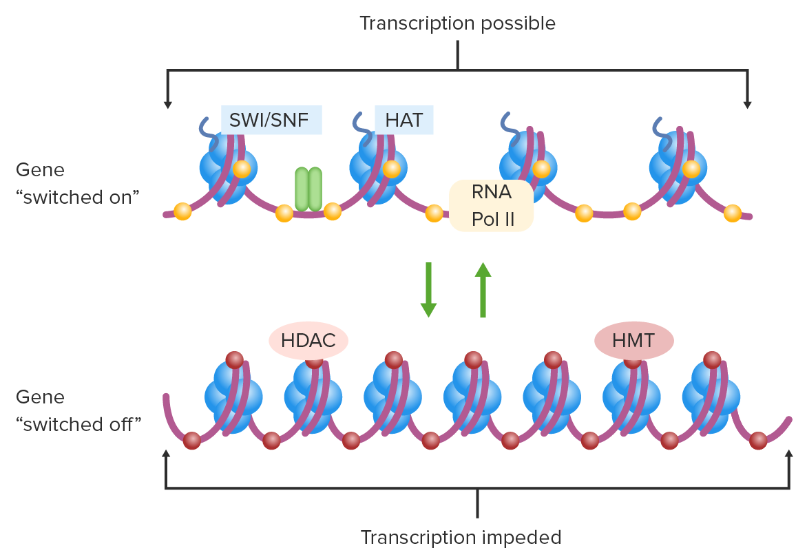 Transcription regulation due to epigenetic modifications