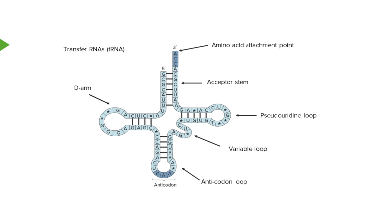 Transfer RNAs (tRNA)