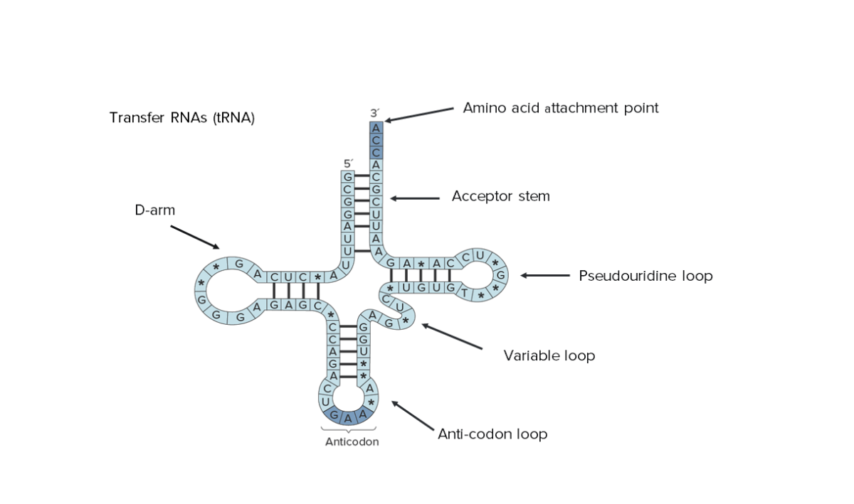 Transfer rnas (trna)