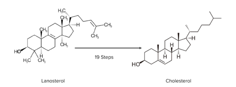 Metabolismo Del Colesterol Concise Medical Knowledge 2291