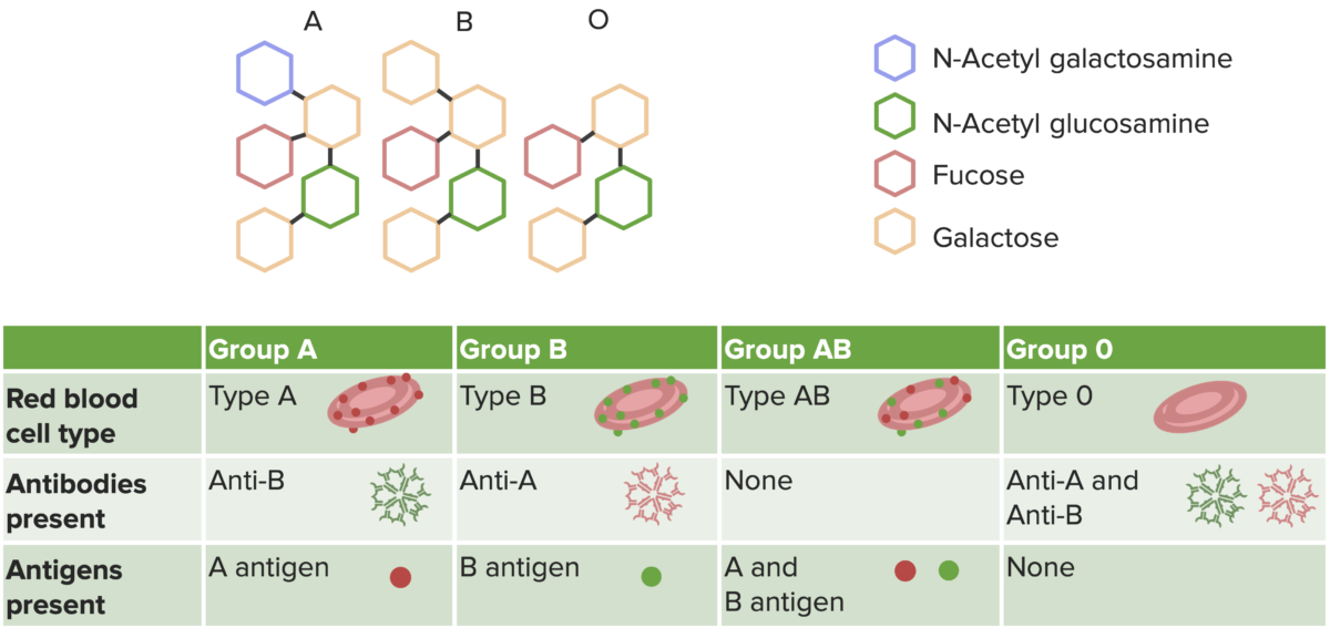 Transfusion reactions induced by type ii hypersensitivity reactions