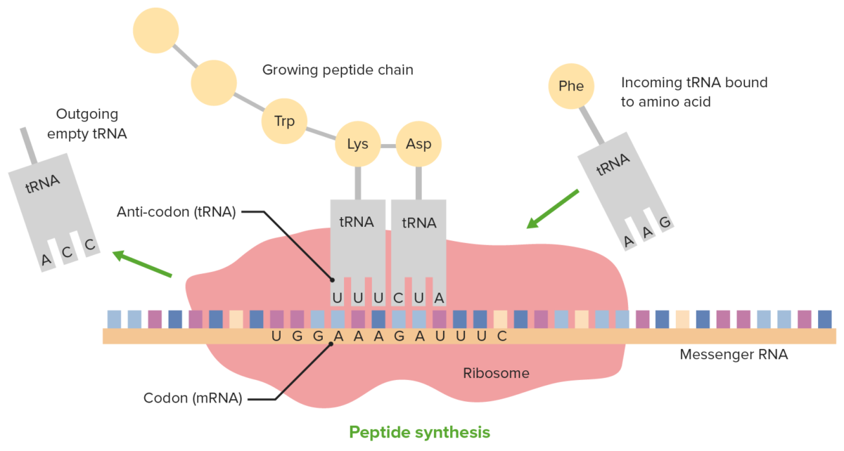 Translation and the role of trna