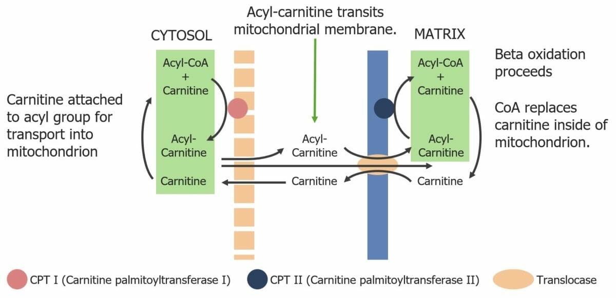 Transport of fatty acyl-coa molecules across the mitochondrial membrane